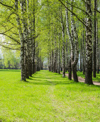 Fototapeta na wymiar Spring. Birch trees in park
