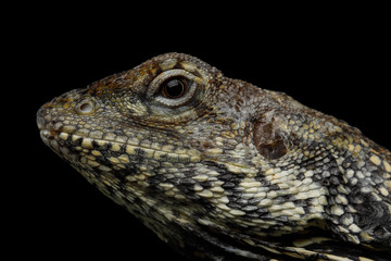 Close-up Frill-necked lizard, also known as the frilled lizard, Chlamydosaurus kingii, on isolated Black Background, profiel view