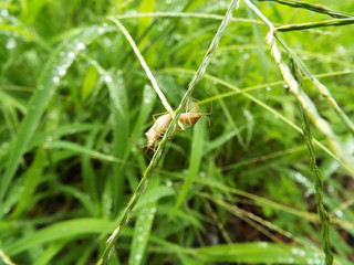 ホソハリカメムシ 交尾 stink bug