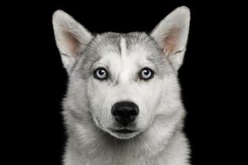 Sad Portrait of Husky Puppy Isolated on Black Background, front view © seregraff