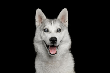 Happy Portrait of Husky Puppy Isolated on Black Background, front view