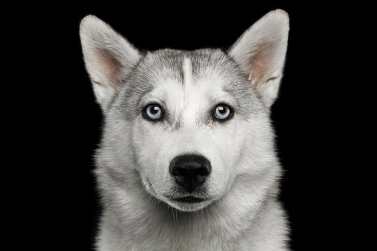 Sad Portrait of Husky Puppy Isolated on Black Background, front view