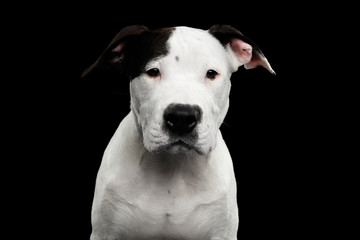 Portrait of White American Staffordshire Terrier Puppy Looking in Camera Isolated on Black Background, front view