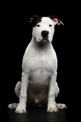 Obedient White American Staffordshire Terrier Puppy Sitting Isolated on Black Background, front view