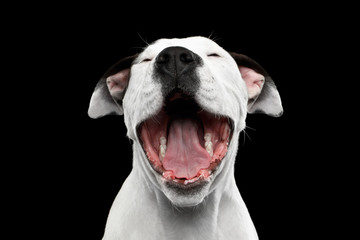 Portrait of Laughs White American Staffordshire Terrier Puppy Isolated on Black Background, front...
