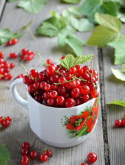 Red currant