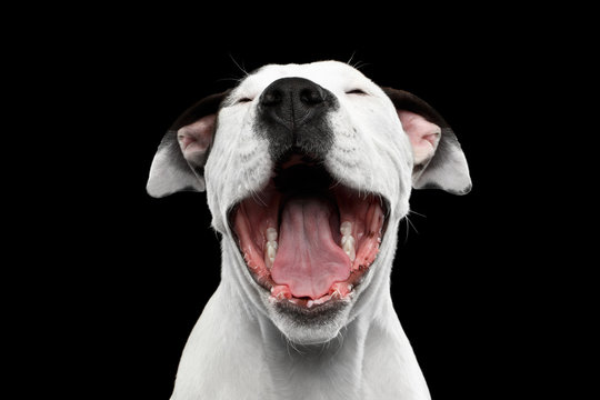Portrait of Laughs White American Staffordshire Terrier Puppy Isolated on Black Background, front view