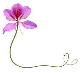 Реалистичная баухиния (орхидея), уголок.