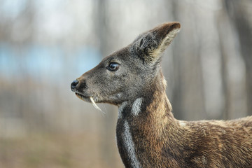 Siberian musk deer hoofed animal rare pair