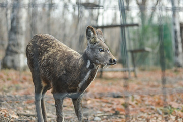 Siberian musk deer hoofed animal rare pair