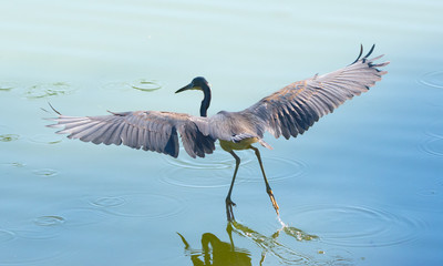 Tricolored Heron