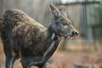 Siberian musk deer hoofed animal rare pair - obrazy, fototapety, plakaty
