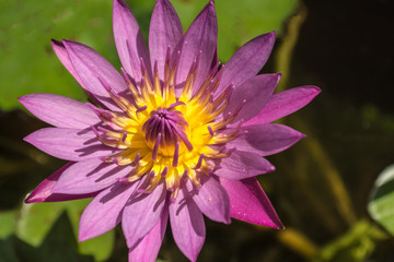 Obraz premium Lotus is a flower that familiar and favorable with Thai people from the past and a flower for Buddhism.