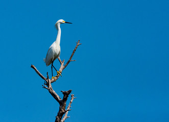 Egret