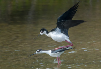Black Necked Stilts