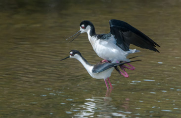 Black Necked Stilts