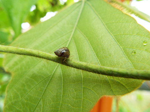 マルカメムシ stink bug