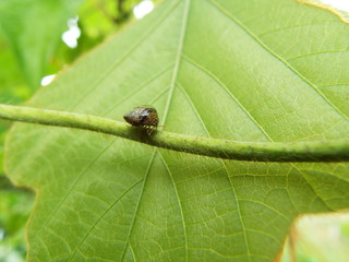 マルカメムシ stink bug