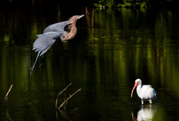 Reddish Egret