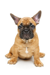 cute french bulldog puppy