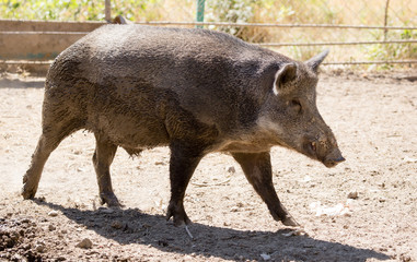 Wild boar in the zoo