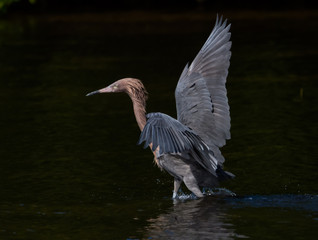 Reddish Egret