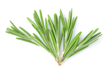 Fresh rosemary on a white background