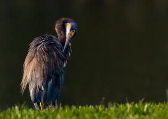 Tricolored Heron