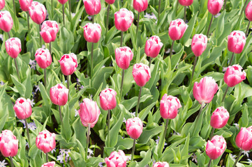 Tulpen im Blumenbeet, symmetrisch