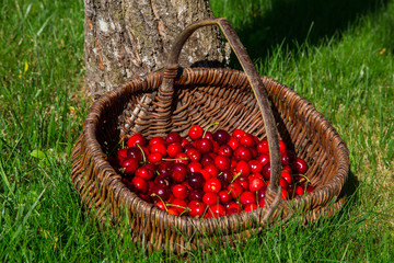 Cerises