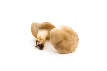 Tricholome de la Saint-Georges