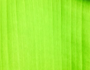 Fotobehang Banana leaf texture background © tanapipat