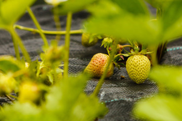 Closeup of green ripening strawberries with leafs