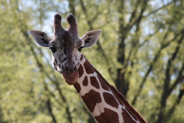 Giraffe
