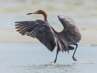 Reddish Egret