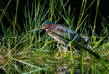 Green Heron