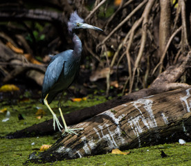 Blue Heron