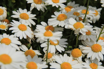 Fototapeta premium 白い花