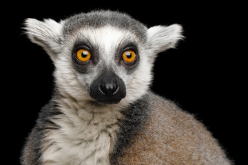 Close-up Portrait of Ring-tailed Lemur Madagascar animal, Isolated on Black Background © seregraff