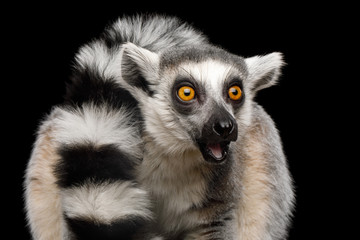 Close-up Portrait of Ring-tailed Lemur Madagascar animal, Isolated on Black Background - obrazy, fototapety, plakaty