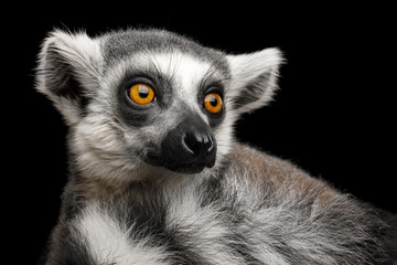 Fototapeta premium Szczegół portret zwierzęcia Ring-tailed Lemur Madagaskar, na białym tle na czarnym tle