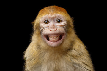 Funny Portrait of Smiling Barbary Macaque Monkey, showing teeth Isolated on Black Background - obrazy, fototapety, plakaty