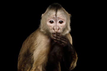 Obraz premium Close up Portrait of Funny Capuchin Monkey Hanging hand on mouth, Isolated on Black Background, Said The Wrong Thing