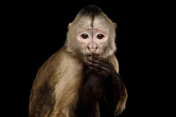 Selbstklebende Fototapete Affe Nahaufnahme Portrait von lustigen Kapuziner Affen hängende Hand am Mund, auf schwarzem Hintergrund isoliert, sagte das Falsche