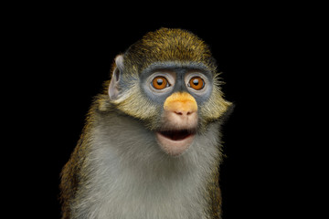 Portrait of Red tail monkey, or Schmidt's guenon Cercopithecus ascanius ape Isolated on Black Background