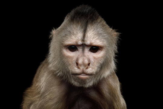 Close up Portrait of Angry Capuchin Monkey Isolated on Black Background