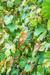 A dangerous disease of grape Mildew - downy mildew ( lat. Plasmopara viticola )