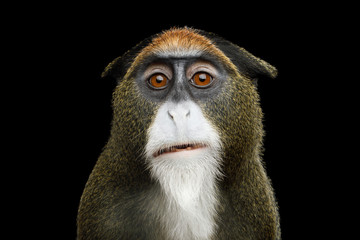 Fototapeta premium Szczegół portret małpy śmieszne De Brazza na na białym tle czarnym tle
