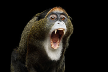 Close-up Portrait of Yawn De Brazza's Monkey on Isolated Black Background, show teeth