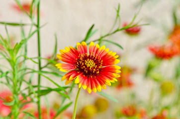 The Blanket Flower Goblin, perennial Gaillardia hybrid for gardens.